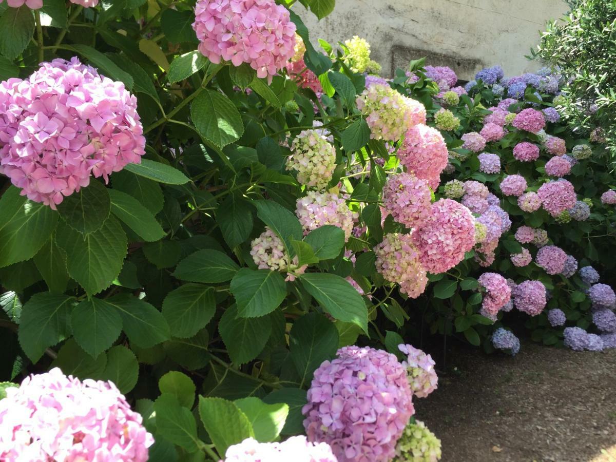 Domaine De Brousson Bed & Breakfast La Tour-sur-Orb Exterior foto